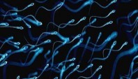 تاثیر عصاره تریبولوس ترستریس بر تحرک و طول عمر اسپرم در انسان