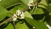 مولتی ویتامین شناسی:Muria Puama گیاهی از آمریکای جنوبی